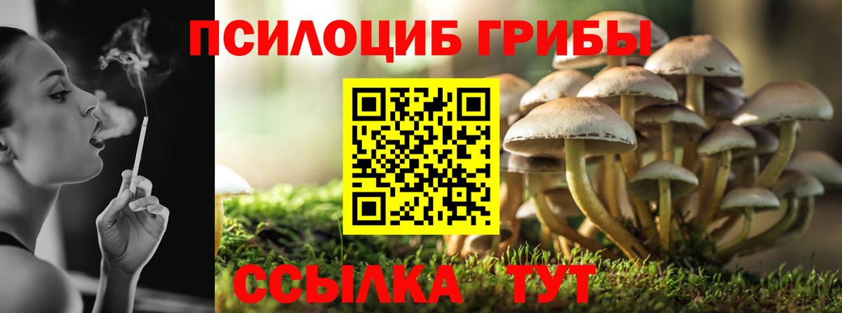 Псилоцибиновые грибы Cubensis Тейково